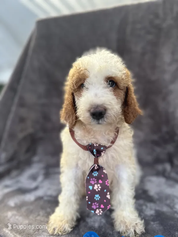 Duke 391 F1b – Goldendoodle, Poodle - Miniature  puppy for sale in Lakeland, FL