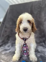 Duke 391 F1b, a male Goldendoodle and Poodle - Miniature  for sale in Lakeland, FL – 1 of 10