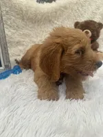 Toby -422, a male Goldendoodle and Poodle - Standard  for sale in Lakeland, FL – 8 of 10