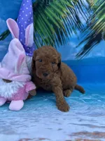 Izabella - 423, a female Poodle - Miniature  and Miniature Goldendoodle for sale in Lakeland, FL – Photo 8 of 10