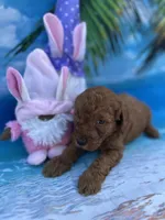 Izabella - 423, a female Poodle - Miniature  and Miniature Goldendoodle for sale in Lakeland, FL – Photo 3 of 10