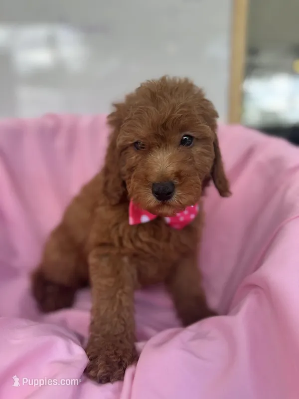 Izabella - 423 – Poodle - Miniature , Miniature Goldendoodle puppy for sale in Lakeland, FL
