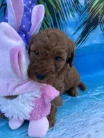 Izabella - 423, a female Poodle - Miniature  and Miniature Goldendoodle for sale in Lakeland, FL – Photo 10 of 10