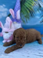 Izabella - 423, a female Poodle - Miniature  and Miniature Goldendoodle for sale in Lakeland, FL – Photo 2 of 10