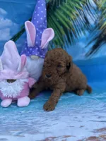 Izabella - 423, a female Poodle - Miniature  and Miniature Goldendoodle for sale in Lakeland, FL – Photo 4 of 10