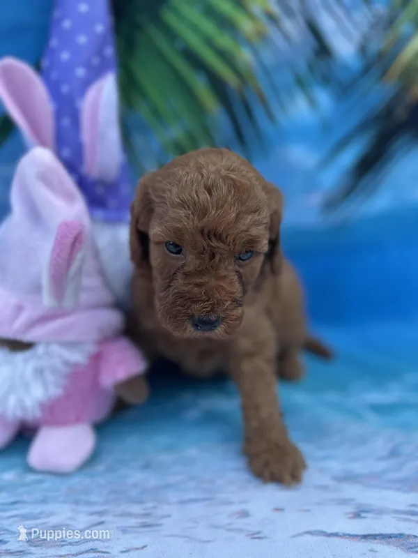 Izabella - 423 – Poodle - Miniature , Miniature Goldendoodle puppy for sale in Lakeland, FL