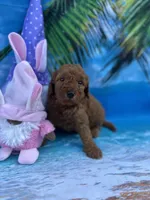 Izabella - 423, a female Poodle - Miniature  and Miniature Goldendoodle for sale in Lakeland, FL – Photo 6 of 10