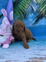 Izabella - 423, a female Poodle - Miniature  and Miniature Goldendoodle for sale in Lakeland, FL – Photo 9 of 10