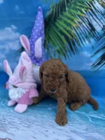 Izabella - 423, a female Poodle - Miniature  and Miniature Goldendoodle for sale in Lakeland, FL – Photo 7 of 10