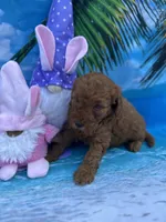 Izabella - 423, a female Poodle - Miniature  and Miniature Goldendoodle for sale in Lakeland, FL – Photo 5 of 10