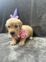 Suzzie -198, a female Golden Retriever for sale in Lakeland, FL – 5 of 10