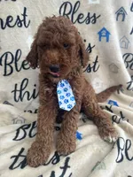 Chip, a male Labradoodle and Poodle - Standard  for sale in Lakeland, FL – 3 of 10