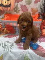 Norman 377, a male Poodle - Miniature  and Miniature Goldendoodle for sale in Lakeland, FL – 5 of 10