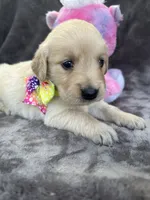 Bridgette 579, a female Golden Retriever for sale in Lakeland, FL – 3 of 10