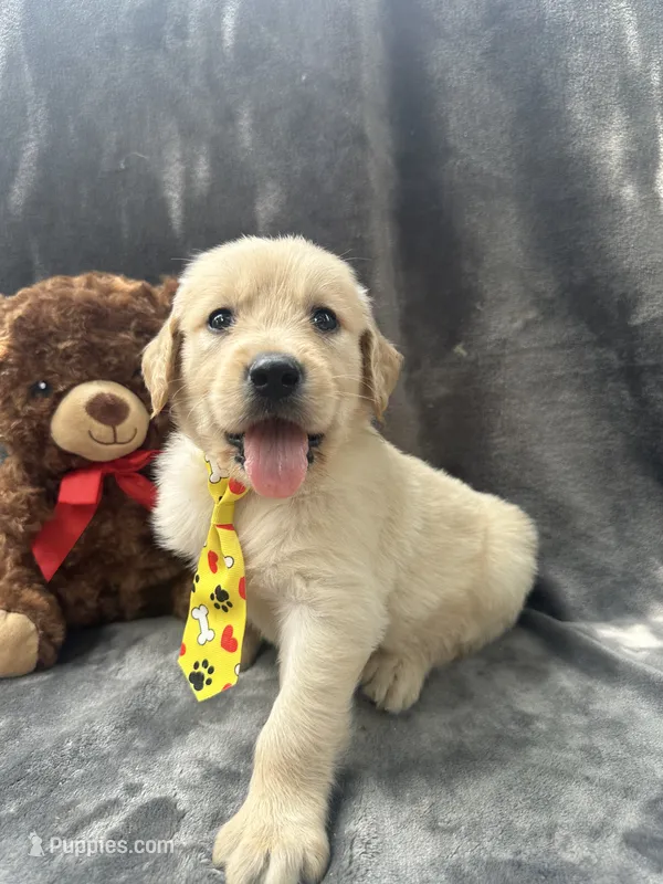 Sammy - 191 – Golden Retriever puppy for sale in Lakeland, FL
