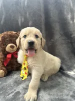 Sammy - 191, a male Golden Retriever for sale in Lakeland, FL – 1 of 10