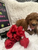 Tara - 329, a female Goldendoodle and Poodle - Standard  for sale in Lakeland, FL – 7 of 10
