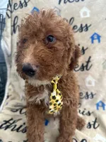 Ricky- 124, a male Labradoodle and Poodle - Standard  for sale in Lakeland, FL – 9 of 10