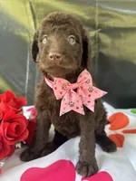 Sarah- 339, a female Labradoodle and Poodle - Standard  for sale in Lakeland, FL – 8 of 10