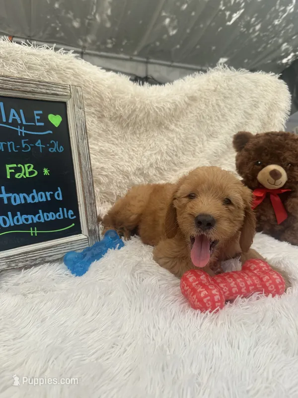 Toby -422 – Goldendoodle, Poodle - Standard  puppy for sale in Lakeland, FL