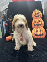 Duke 391 F1b , a male Goldendoodle and Poodle - Miniature  for sale in Lakeland, FL – 7 of 10