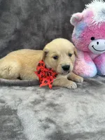 Brielle 574, a female Golden Retriever for sale in Lakeland, FL – 3 of 10