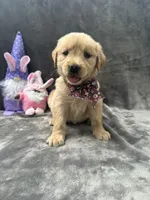 Buttercup-196, a female Golden Retriever for sale in Lakeland, FL – 9 of 10