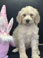 Wendy , a female Labradoodle for sale in Lakeland, FL – Photo 4 of 10