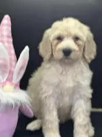 Wendy , a female Labradoodle for sale in Lakeland, FL – Photo 2 of 10