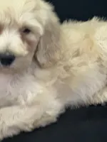 Wendy , a female Labradoodle for sale in Lakeland, FL – Photo 10 of 10