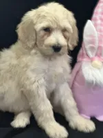 Wendy , a female Labradoodle for sale in Lakeland, FL – Photo 5 of 10