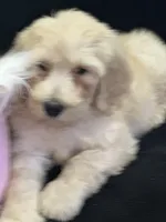 Wendy , a female Labradoodle for sale in Lakeland, FL – Photo 9 of 10