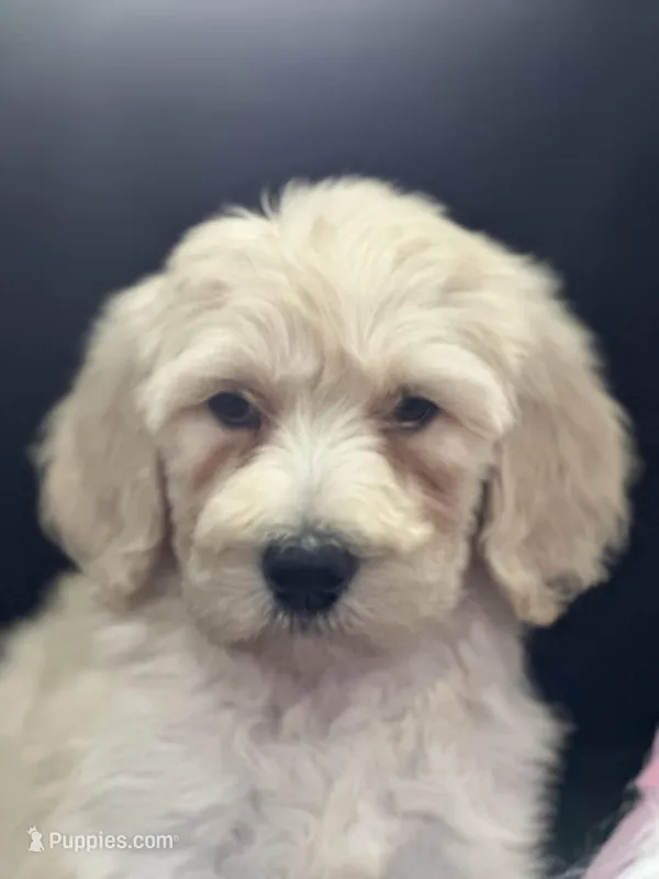 Wendy , a female Labradoodle for sale in Lakeland, FL – Photo 1 of 10