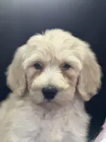 Wendy , a female Labradoodle for sale in Lakeland, FL – Photo 1 of 10