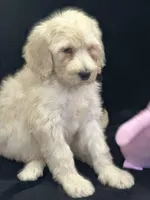 Wendy , a female Labradoodle for sale in Lakeland, FL – Photo 8 of 10