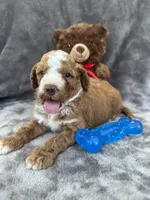 Bear 127, a male Aussiedoodle and Poodle - Miniature  for sale in Lakeland, FL – 10 of 10