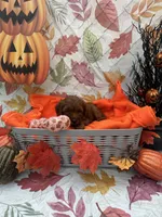 Nessa #375, a female Poodle - Miniature  and Miniature Goldendoodle for sale in Lakeland, FL – 5 of 9