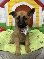 Kashi 380, a female Belgian Malinois and German Shepherd Dog for sale in Lakeland, FL – 10 of 10