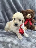 Biscuit 573, a male Golden Retriever for sale in Lakeland, FL – 7 of 10
