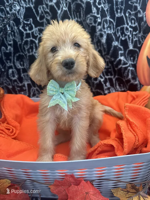 Girl – Labradoodle, Golden Retriever puppy for sale in Lakeland, FL