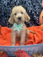 Girl, a female Labradoodle and Golden Retriever for sale in Lakeland, FL – 7 of 8