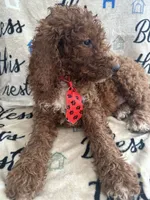 Rusty - 323, a male Labradoodle and Poodle - Standard  for sale in Lakeland, FL – 8 of 10