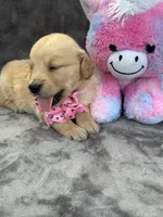 Brooklyn 572, a female Golden Retriever for sale in Lakeland, FL – 4 of 10