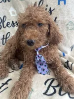 Ralph - 122, a male Labradoodle and Poodle - Standard  for sale in Lakeland, FL – 7 of 10