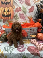 Nessa #375, a female Poodle - Miniature  and Miniature Goldendoodle for sale in Lakeland, FL – 3 of 9