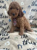 Clyde - 129, a male Labradoodle and Poodle - Standard  for sale in Lakeland, FL – 10 of 10