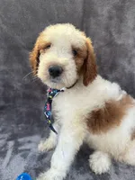 Diesel 390 F1b, a male Goldendoodle and Poodle - Miniature  for sale in Lakeland, FL – 3 of 10
