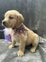 Buttercup-196, a female Golden Retriever for sale in Lakeland, FL – 5 of 10