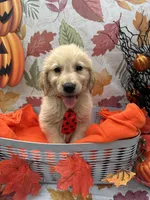 Biscuit 573, a male Golden Retriever for sale in Lakeland, FL – 8 of 10