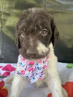 Suzzie - 331, a female Labradoodle and Poodle - Standard  for sale in Lakeland, FL – 3 of 10